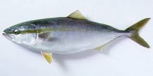 buri