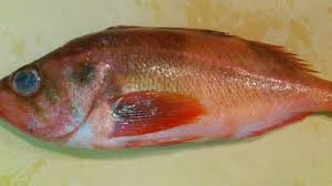 赤魚