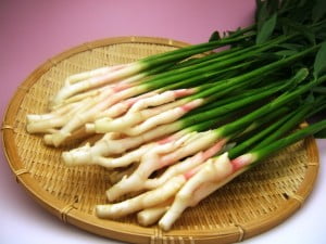 葉生姜