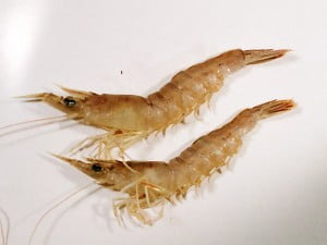 さるえび