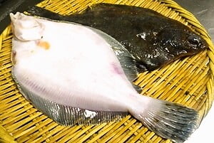 浅羽カレイ