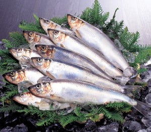 にしん